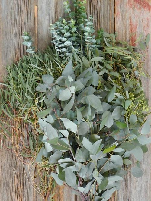 EUCALPYTUS MIXED BOX